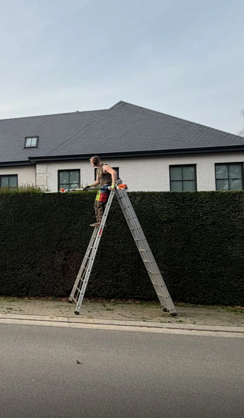 Sylvain Leroy taillant une haie sur une échelle