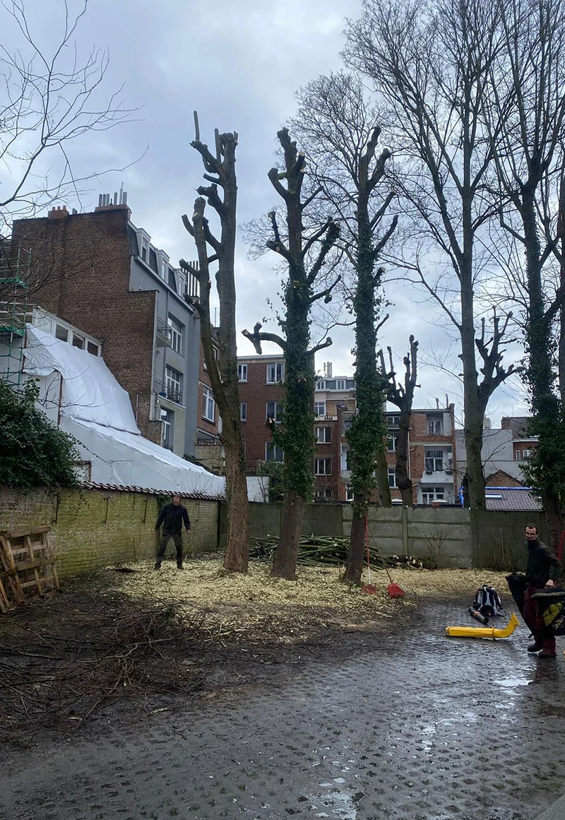 Trois arbres après un élagage par Sylvain Leroy