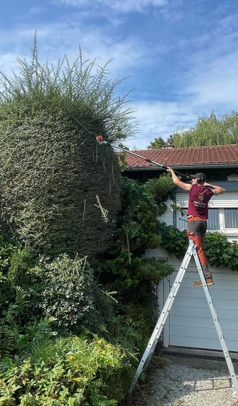 Sylvain Leroy taillant un arbuste de grande taille sur une échelle